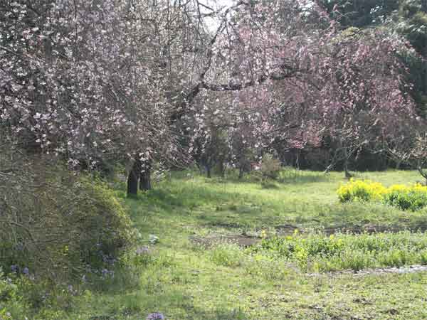 番外　高蔵寺　3月25日-3