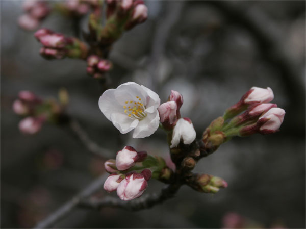 狛江市・西河原公園3月25日-2