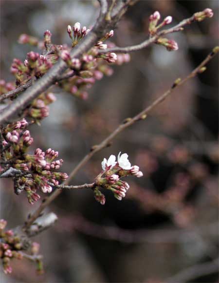 狛江市・西河原公園3月25日-3