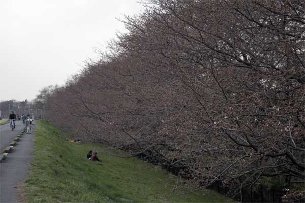 狛江市・西河原公園3月25日-5