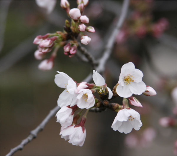 狛江市・西河原公園3月26日-2