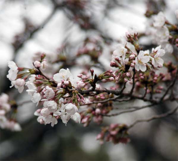 狛江市・西河原公園3月26日-3