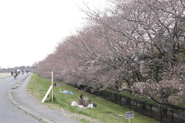 狛江市・西河原公園3月26日-4