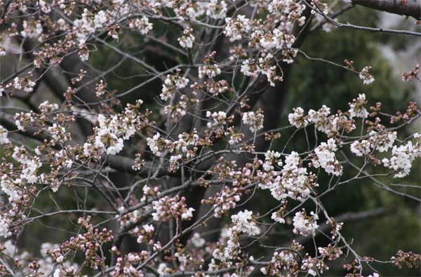 狛江市・西河原公園3月26日-5