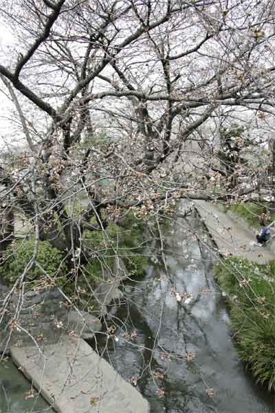 多摩区宿河原・二ヶ領用水3月26日-2