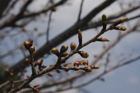 宮前区・平瀬川親水公園3月27日-3