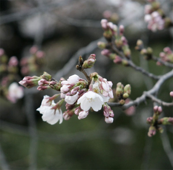 多摩区宿河原・二ヶ領用水3月27日-1