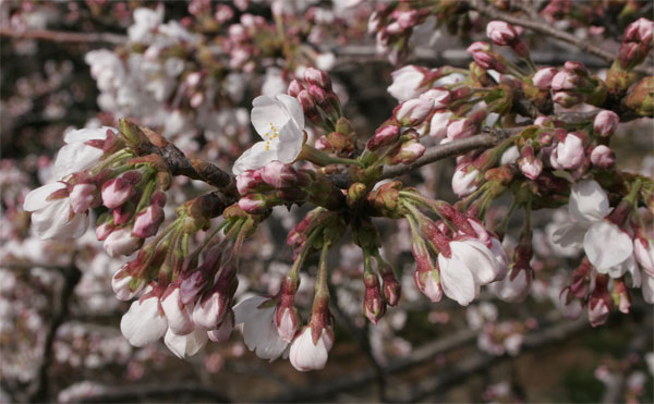 狛江市・西河原公園3月28日-1