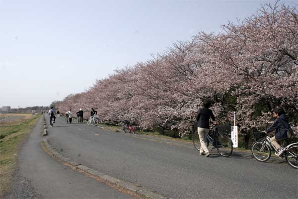 狛江市・西河原公園3月28日-2