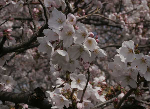 狛江市・西河原公園3月28日-3