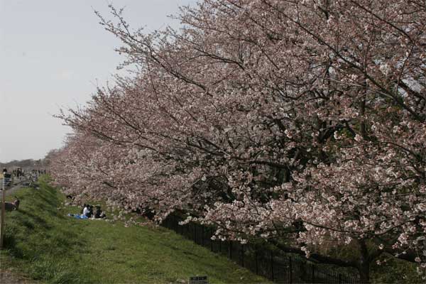 狛江市・西河原公園3月28日-4