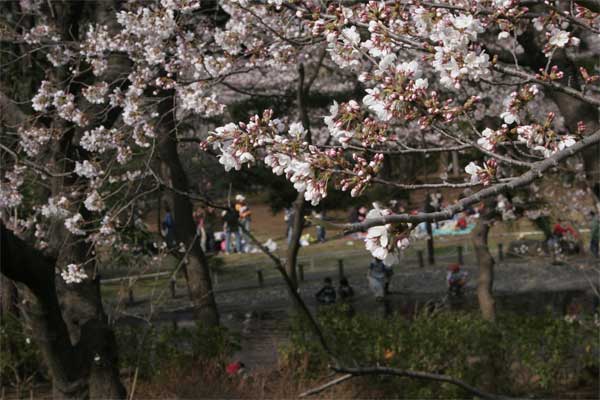 狛江市・西河原公園3月28日-6