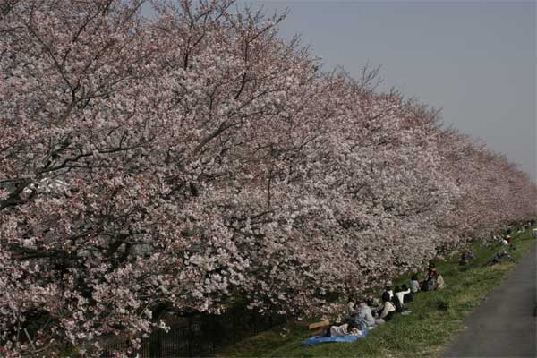 狛江市・西河原公園3月28日-5