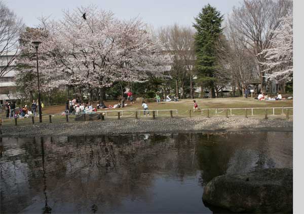 狛江市・西河原公園3月28日-7