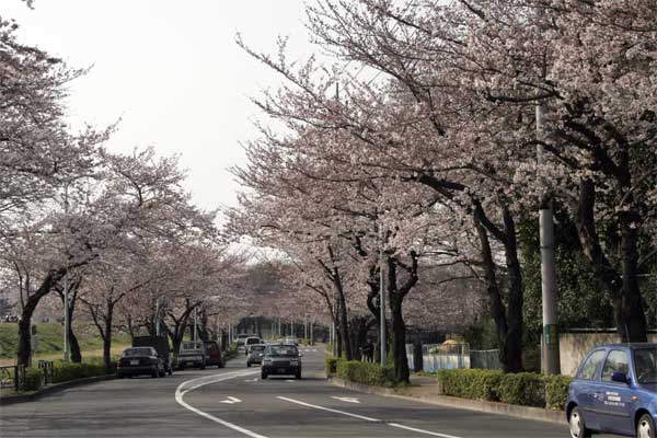 狛江市・西河原公園3月28日-10