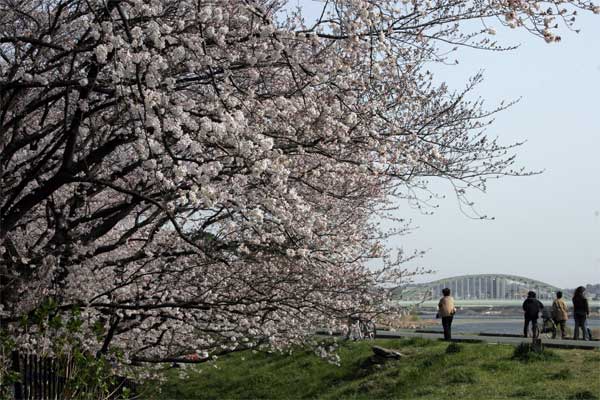 狛江市・西河原公園3月28日-9