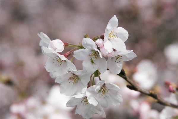 狛江市・西河原公園3月29日-1