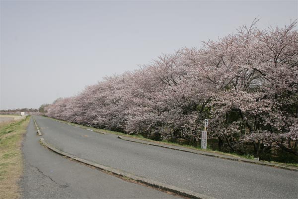 狛江市・西河原公園3月29日-3