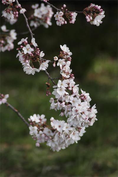 狛江市・西河原公園3月29日-5