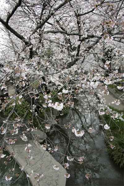 多摩区宿河原・二ヶ領用水3月29日-2