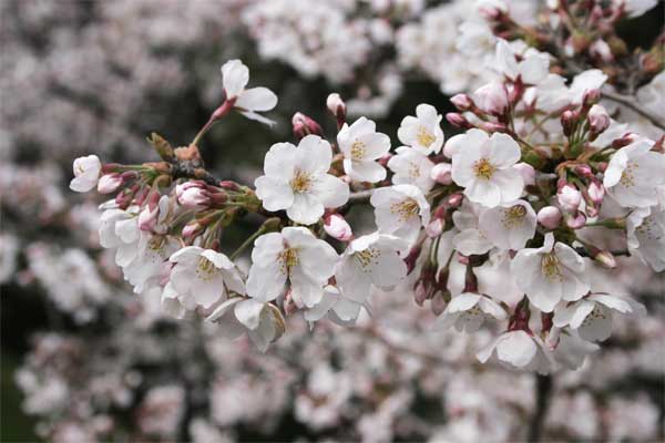 狛江市・西河原公園3月30日-1