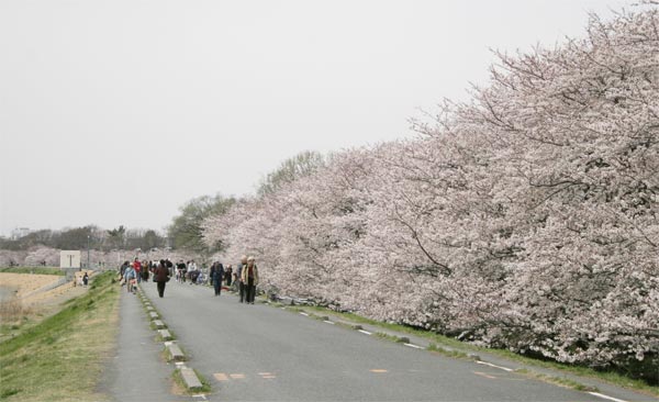 狛江市・西河原公園3月30日-3