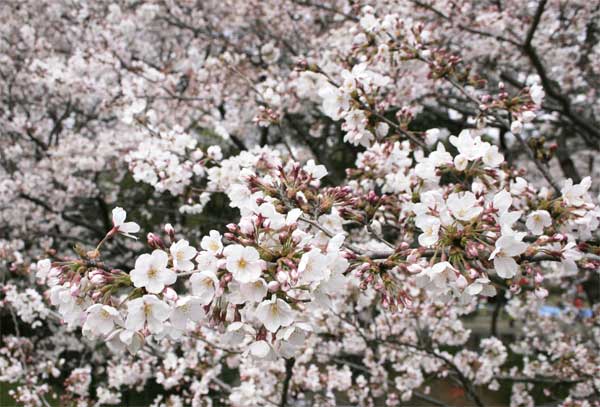 狛江市・西河原公園3月30日-2