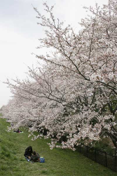 狛江市・西河原公園3月30日-4