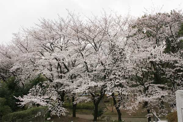 狛江市・西河原公園3月30日-5