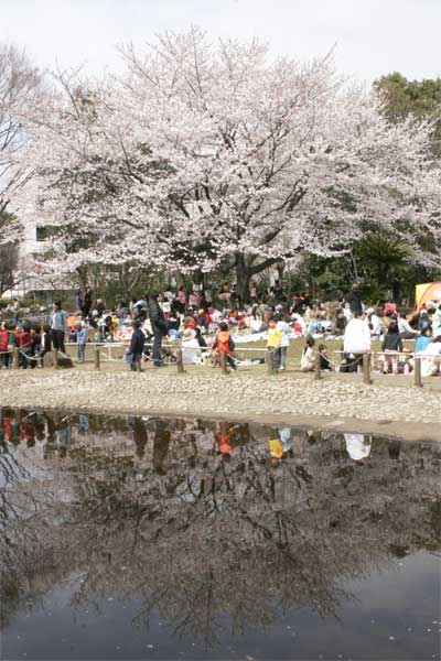 狛江市・西河原公園3月30日-6