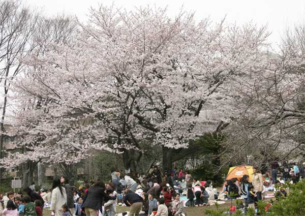 狛江市・西河原公園3月30日-7