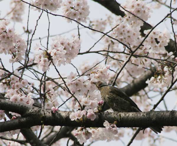 狛江市・西河原公園3月30日-8