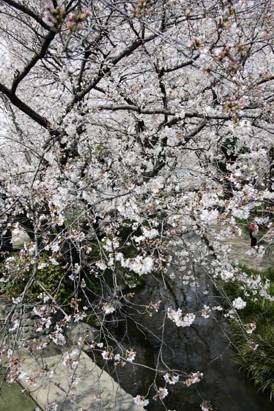 多摩区宿河原・二ヶ領用水3月30日-2