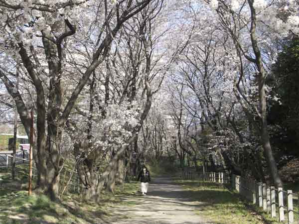 番外　麻生区白山神社3月31日