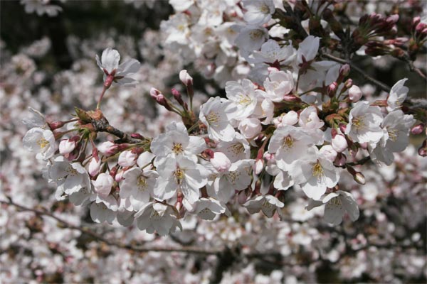 狛江市・西河原公園3月31日-1