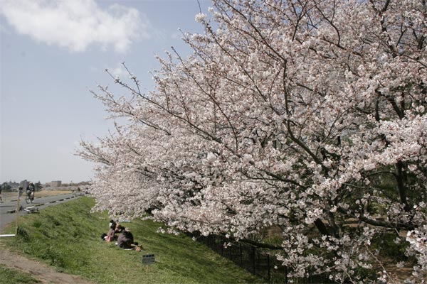 狛江市・西河原公園3月31日-3