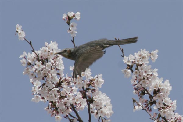 狛江市・西河原公園3月31日-4