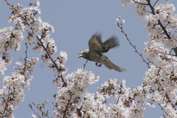 狛江市・西河原公園3月31日-5