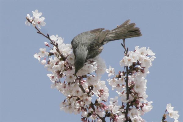 狛江市・西河原公園3月31日-8