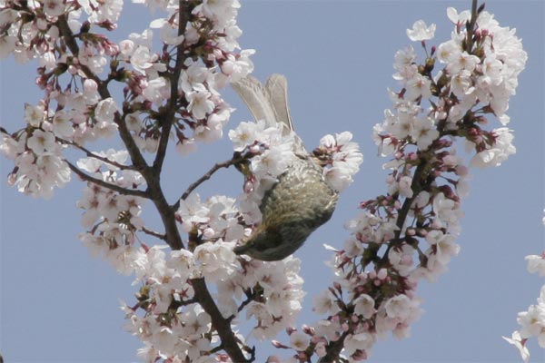 狛江市・西河原公園3月31日-9