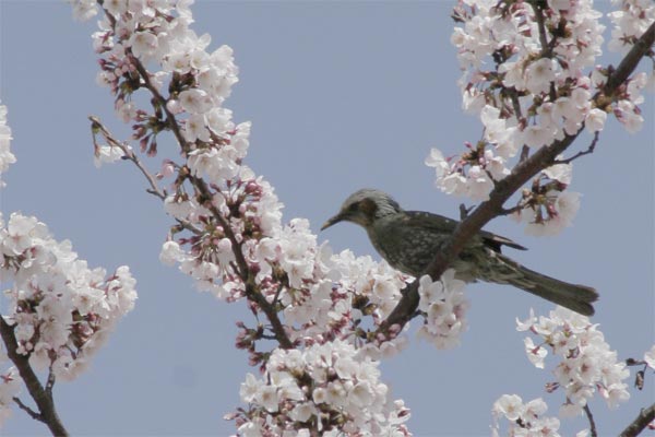 狛江市・西河原公園3月31日-7