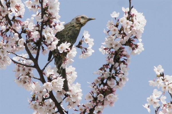 狛江市・西河原公園3月31日-6