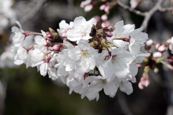 多摩区宿河原・二ヶ領用水3月31日-1