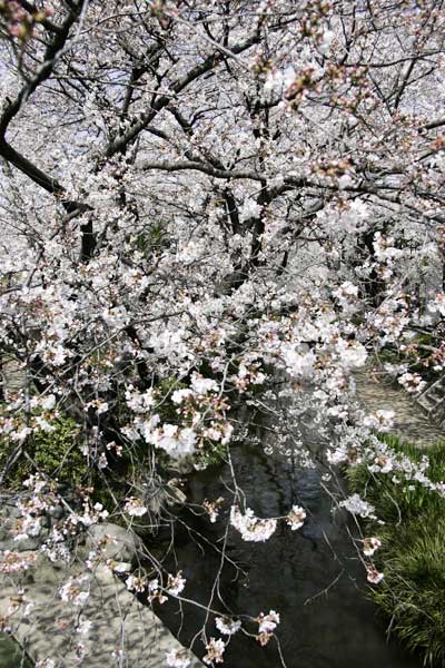 多摩区宿河原・二ヶ領用水3月31日-2