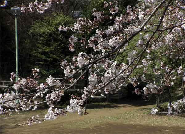 麻生区・多摩美公園3月31日-2