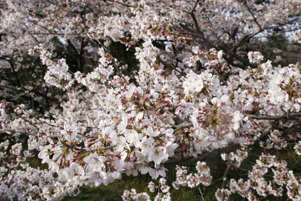 狛江市・西河原公園4月1日-2