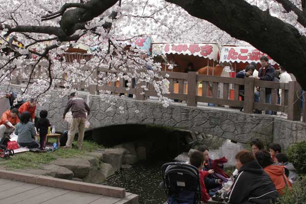 多摩区宿河原・二ヶ領用水さくら祭り4月2日-11