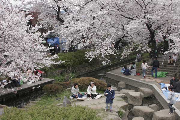 多摩区宿河原・二ヶ領用水さくら祭り4月2日-12