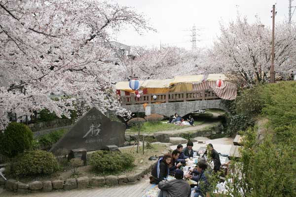 多摩区宿河原・二ヶ領用水さくら祭り4月2日-13