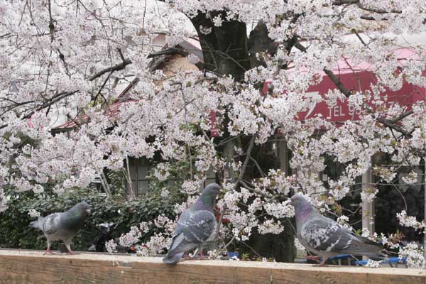 多摩区宿河原・二ヶ領用水さくら祭り4月2日-14